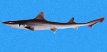 Image of Mustelus lunulatus (Sicklefin smooth-hound)