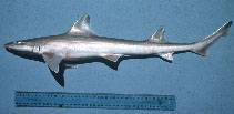 Image of Mustelus ravidus (Australian grey smooth-hound)