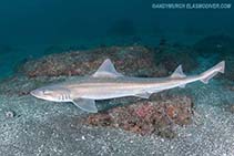 Image of Mustelus manazo (Starspotted smooth-hound)