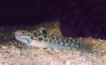 Image of Mugilogobius mertoni (Chequered mangrove goby)