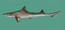 Image of Mustelus mosis (Arabian smooth-hound)