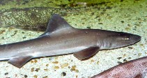 Image of Mustelus mustelus (Smooth-hound)