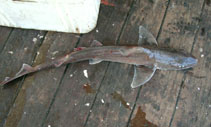 Image of Mustelus palumbes (Whitespotted smooth-hound)