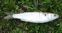 Image of Mugil liza (Lebranche mullet)