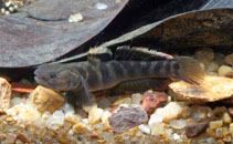 Image of Mugilogobius platystoma (Indonesian goby)