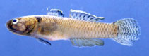 Image of Mugilogobius rambaiae (Queen of Siam goby)