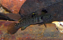 Image of Mugilogobius rivulus (Drain mangrovegoby)