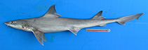 Image of Mustelus stevensi (Western spotted smoothhound)