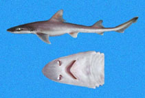 Image of Mustelus whitneyi (Humpback smooth-hound)