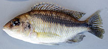 Image of Mylochromis durophagus 