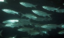 Image of Myxus elongatus (Sand grey mullet)