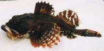 Image of Myoxocephalus scorpius (Shorthorn sculpin)