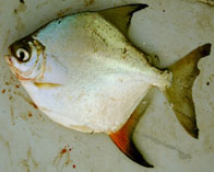 Image of Myloplus torquatus 