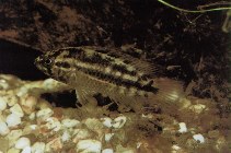 Image of Nannacara anomala (Goldeneye cichlid)