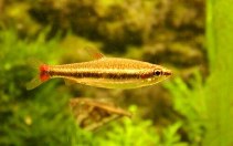 Image of Nannostomus beckfordi (Golden pencilfish)