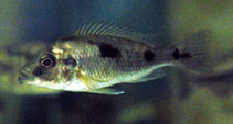 Image of Naevochromis chrysogaster 