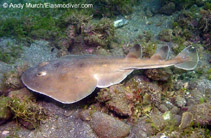 Image of Narcine entemedor (Giant electric ray)