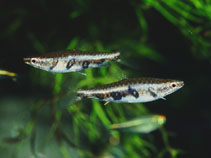 Image of Nannostomus espei (Barred pencilfish)