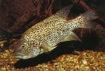 Image of Nandopsis haitiensis (Haitian cichlid)