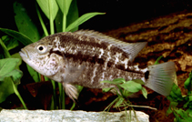 Image of Nandopsis haitiensis (Haitian cichlid)