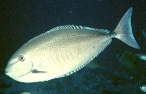 Image of Naso maculatus (Scribbled unicornfish)