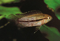 Image of Nannacara taenia 