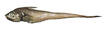 Image of Nezumia africana 