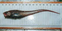 Image of Nezumia bairdii (Marlin-spike grenadier)