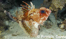 Image of Neosebastes bougainvillii (Gulf gurnard perch)