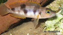 Image of Lepidiolamprologus boulengeri 