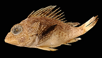 Image of Neosebastes capricornis (Capricorn gurnard perch)