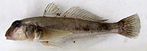 Image of Neogobius caspius (Caspian goby)