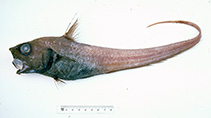 Image of Nezumia coheni (Cohen\