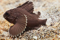 Image of Neosebastes entaxis (Orange-banded scorpionfish)