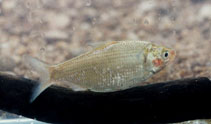 Image of Nematalosa erebi (Australian river gizzard shad)