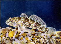 Image of Ponticola eurycephalus (Mushroom goby)