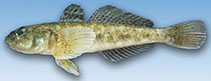 Image of Neogobius fluviatilis (Monkey goby)