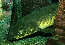 Image of Neoceratodus forsteri (Australian lungfish)