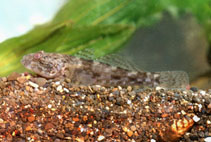 Image of Ponticola gorlap (Caspian bighead goby)