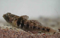 Image of Nesogobius greeni 