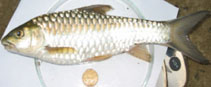 Image of Neolissochilus hexagonolepis (Copper mahseer)