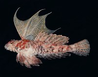 Image of Synchiropus ijimai (Japanese dragonet)