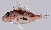 Image of Neosebastes johnsoni (Johnson\