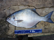 Image of Neoscorpis lithophilus (Stone-bream)