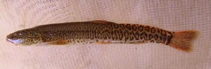 Image of Paracobitis longicauda (Eastern crested loach)