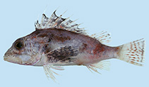 Image of Neosebastes longirostris (Long-snout gurnard perch)