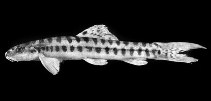 Image of Nemacheilus masyae (Arrow loach)