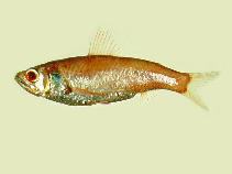 Image of Neoscopelus microchir (Shortfin neoscopelid)