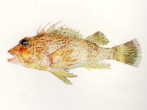 Image of Neosebastes nigropunctatus (Blackspotted gurnard perch)