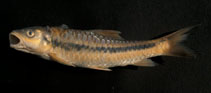 Image of Neolissochilus nigrovittatus 